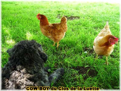 le bouvier des flandres et le cheval - Elevage du CLOS DE LA LUETTE - COPYRIGHT DEPOSE